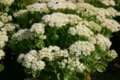 Blaue Welle (Das Klassisch-elegante Beet In Blau Und Weiß) 27 Blaue Welle (Das Klassisch-elegante Beet In Blau Und Weiß) -Grün Raum Verkaufsgeschäft 2001011 Blaue 20Welle Das 20klassisch elegante 20Beet 20in 20Blau 20und 20Weiss 14