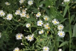 Blaue Welle (Das Klassisch-elegante Beet In Blau Und Weiß) 18 Blaue Welle (Das Klassisch-elegante Beet In Blau Und Weiß) -Grün Raum Verkaufsgeschäft 2001011 Blaue 20Welle Das 20klassisch elegante 20Beet 20in 20Blau 20und 20Weiss 5