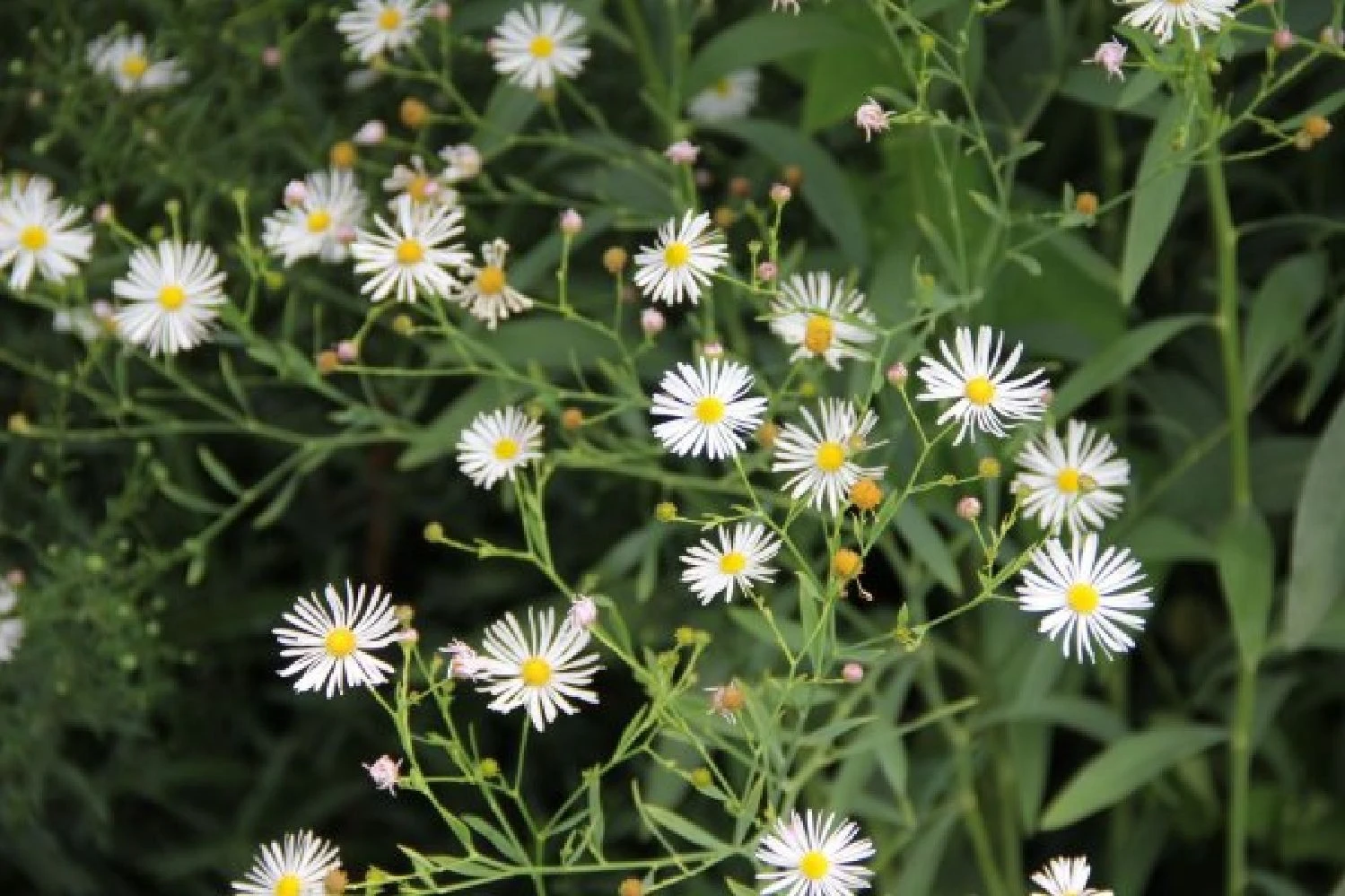 Blaue Welle (Das Klassisch-elegante Beet In Blau Und Weiß) 5 Blaue Welle (Das Klassisch-elegante Beet In Blau Und Weiß) – Bild 5