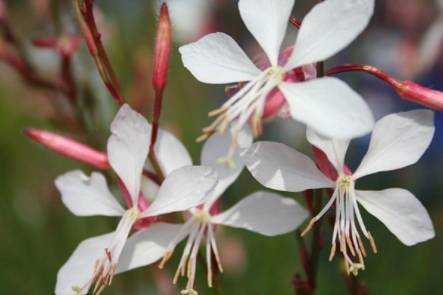 Blaue Welle (Das Klassisch-elegante Beet In Blau Und Weiß) 8 Blaue Welle (Das Klassisch-elegante Beet In Blau Und Weiß) – Bild 8