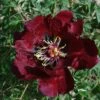 Paeonia Rockii 'Ye Guang Bei' (Strauchpfingstrose 'Leuchtendes Glas In Der Nacht')