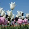 Tulpenmischung 'Kühle Diva' (Garten-Tulpenmischung)
