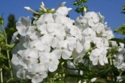 Brautzauber (Ein Traum In Weiß Und Silber) -Grün Raum Verkaufsgeschäft 2001208 Brautzauber Ein 20Traum 20in 20Weiss 20und 20Silber 12