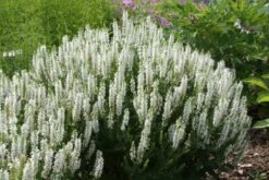 Brautzauber (Ein Traum In Weiß Und Silber) -Grün Raum Verkaufsgeschäft 2001208 Brautzauber Ein 20Traum 20in 20Weiss 20und 20Silber 13