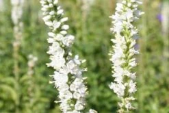 Brautzauber (Ein Traum In Weiß Und Silber) -Grün Raum Verkaufsgeschäft 2001208 Brautzauber Ein 20Traum 20in 20Weiss 20und 20Silber 16