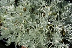 Brautzauber (Ein Traum In Weiß Und Silber) -Grün Raum Verkaufsgeschäft 2001208 Brautzauber Ein 20Traum 20in 20Weiss 20und 20Silber 3