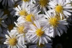 Brautzauber (Ein Traum In Weiß Und Silber) -Grün Raum Verkaufsgeschäft 2001208 Brautzauber Ein 20Traum 20in 20Weiss 20und 20Silber 4