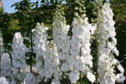 Brautzauber (Ein Traum In Weiß Und Silber) -Grün Raum Verkaufsgeschäft 2001208 Brautzauber Ein 20Traum 20in 20Weiss 20und 20Silber 6