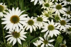 Brautzauber (Ein Traum In Weiß Und Silber) -Grün Raum Verkaufsgeschäft 2001208 Brautzauber Ein 20Traum 20in 20Weiss 20und 20Silber 7