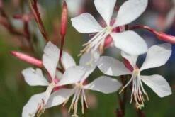 Brautzauber (Ein Traum In Weiß Und Silber) -Grün Raum Verkaufsgeschäft 2001208 Brautzauber Ein 20Traum 20in 20Weiss 20und 20Silber 8