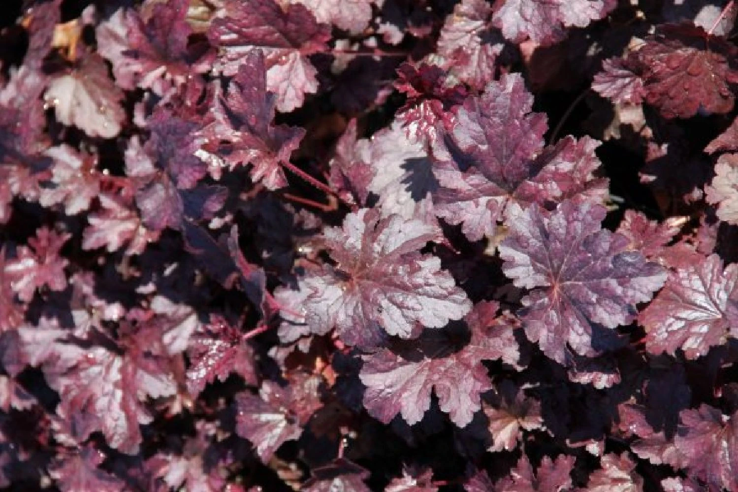 Indian Summer (Weite Welt-Kollektion) 10 Indian Summer (Weite Welt-Kollektion) – Bild 10