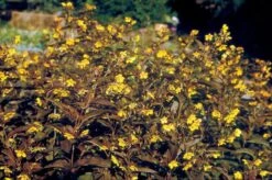 Indian Summer (Weite Welt-Kollektion) 25 Indian Summer (Weite Welt-Kollektion) -Grün Raum Verkaufsgeschäft 2001457 Indian 20Summer Weite 20Welt Kollektion 11