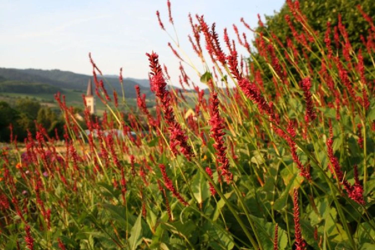 Indian Summer (Weite Welt-Kollektion) 3 Indian Summer (Weite Welt-Kollektion) – Bild 3