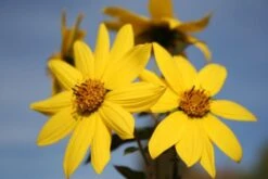 Indian Summer (Weite Welt-Kollektion) 22 Indian Summer (Weite Welt-Kollektion) -Grün Raum Verkaufsgeschäft 2001457 Indian 20Summer Weite 20Welt Kollektion 8