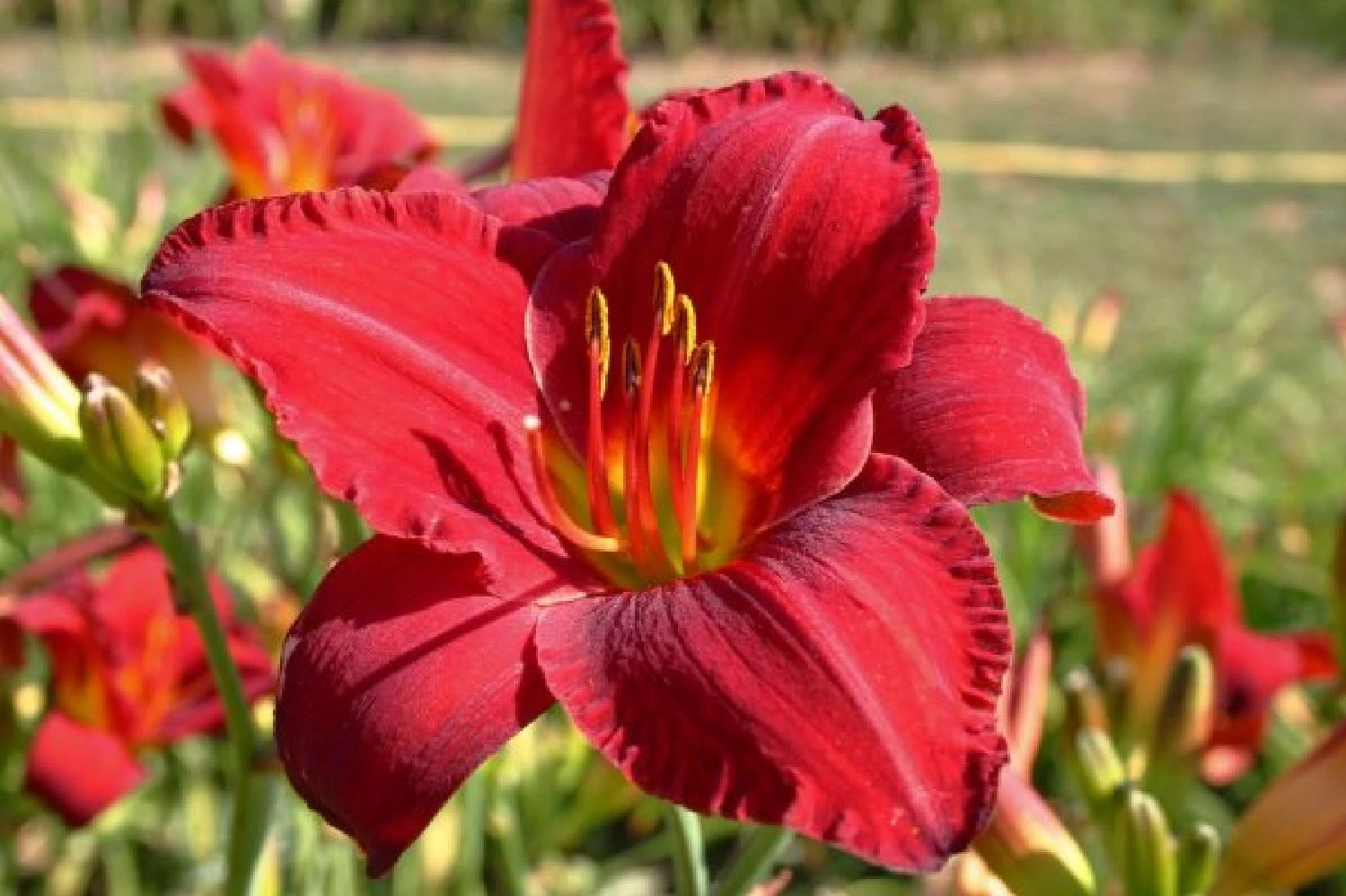 Indian Summer (Weite Welt-Kollektion) 9 Indian Summer (Weite Welt-Kollektion) – Bild 9