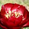 Paeonia Lactiflora 'Buckeye Belle' (Staudenpfingstrose)