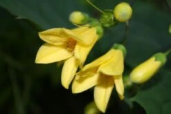 Fernöstlicher Traum (Ein Hauch Von Japan Im Eigenen Garten) 24 Fernöstlicher Traum (Ein Hauch Von Japan Im Eigenen Garten) -Grün Raum Verkaufsgeschäft 2001632 Fernoestlicher 20Traum Ein 20Hauch 20von 20Japan 20im 20eigenen 20Garten 10