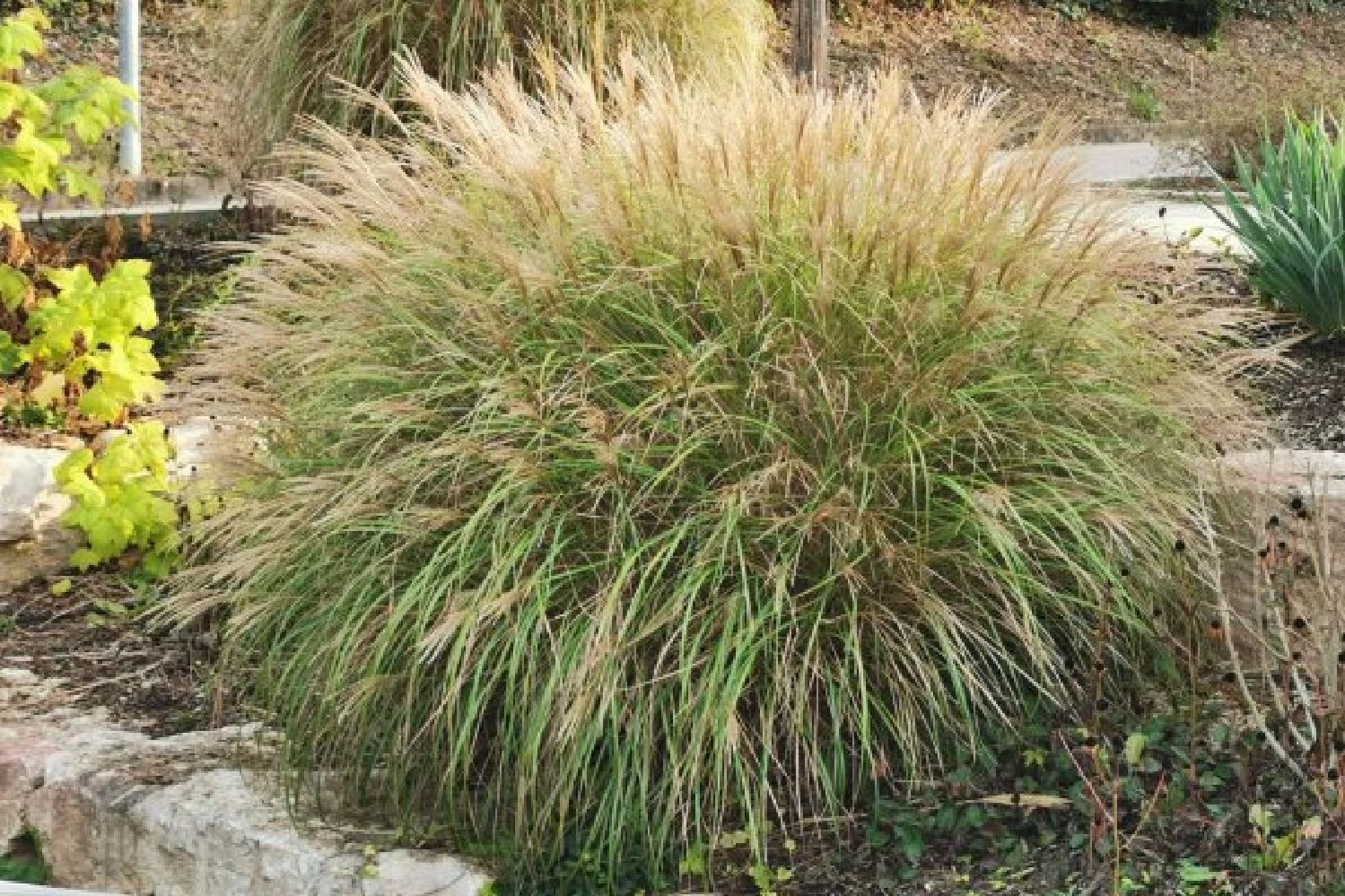 Fernöstlicher Traum (Ein Hauch Von Japan Im Eigenen Garten) 11 Fernöstlicher Traum (Ein Hauch Von Japan Im Eigenen Garten) – Bild 11