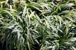 Fernöstlicher Traum (Ein Hauch Von Japan Im Eigenen Garten) 26 Fernöstlicher Traum (Ein Hauch Von Japan Im Eigenen Garten) -Grün Raum Verkaufsgeschäft 2001632 Fernoestlicher 20Traum Ein 20Hauch 20von 20Japan 20im 20eigenen 20Garten 12