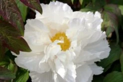 Fernöstlicher Traum (Ein Hauch Von Japan Im Eigenen Garten) 27 Fernöstlicher Traum (Ein Hauch Von Japan Im Eigenen Garten) -Grün Raum Verkaufsgeschäft 2001632 Fernoestlicher 20Traum Ein 20Hauch 20von 20Japan 20im 20eigenen 20Garten 13