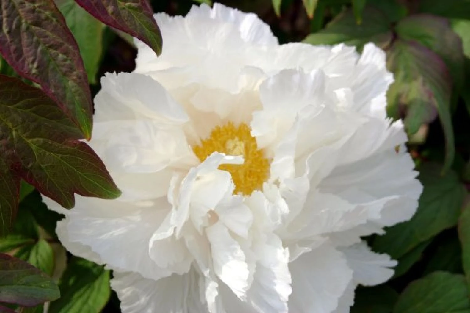 Fernöstlicher Traum (Ein Hauch Von Japan Im Eigenen Garten) 13 Fernöstlicher Traum (Ein Hauch Von Japan Im Eigenen Garten) – Bild 13