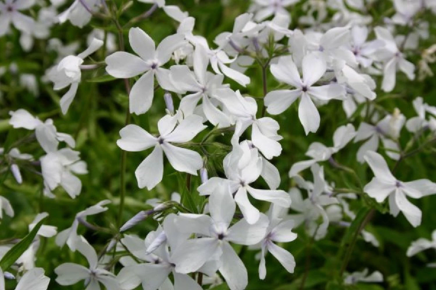 Fernöstlicher Traum (Ein Hauch Von Japan Im Eigenen Garten) 14 Fernöstlicher Traum (Ein Hauch Von Japan Im Eigenen Garten) – Bild 14
