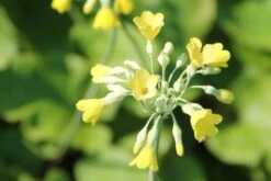 Fernöstlicher Traum (Ein Hauch Von Japan Im Eigenen Garten) 29 Fernöstlicher Traum (Ein Hauch Von Japan Im Eigenen Garten) -Grün Raum Verkaufsgeschäft 2001632 Fernoestlicher 20Traum Ein 20Hauch 20von 20Japan 20im 20eigenen 20Garten 15