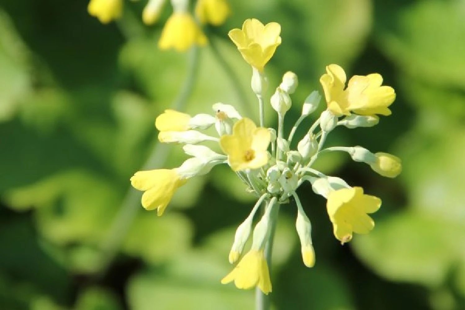 Fernöstlicher Traum (Ein Hauch Von Japan Im Eigenen Garten) 15 Fernöstlicher Traum (Ein Hauch Von Japan Im Eigenen Garten) – Bild 15