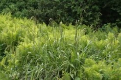 Fernöstlicher Traum (Ein Hauch Von Japan Im Eigenen Garten) 19 Fernöstlicher Traum (Ein Hauch Von Japan Im Eigenen Garten) -Grün Raum Verkaufsgeschäft 2001632 Fernoestlicher 20Traum Ein 20Hauch 20von 20Japan 20im 20eigenen 20Garten 5