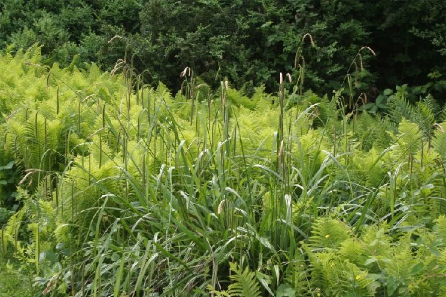 Fernöstlicher Traum (Ein Hauch Von Japan Im Eigenen Garten) 5 Fernöstlicher Traum (Ein Hauch Von Japan Im Eigenen Garten) – Bild 5