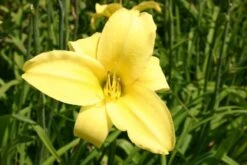 Fernöstlicher Traum (Ein Hauch Von Japan Im Eigenen Garten) 22 Fernöstlicher Traum (Ein Hauch Von Japan Im Eigenen Garten) -Grün Raum Verkaufsgeschäft 2001632 Fernoestlicher 20Traum Ein 20Hauch 20von 20Japan 20im 20eigenen 20Garten 8