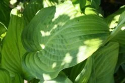 Fernöstlicher Traum (Ein Hauch Von Japan Im Eigenen Garten) 23 Fernöstlicher Traum (Ein Hauch Von Japan Im Eigenen Garten) -Grün Raum Verkaufsgeschäft 2001632 Fernoestlicher 20Traum Ein 20Hauch 20von 20Japan 20im 20eigenen 20Garten 9