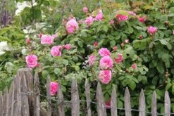 Bestseller -Grün Raum Verkaufsgeschäft 2001635 Rose 20Gertrude 20Jekyll Englische 20Rose 2