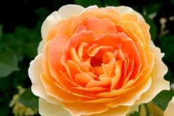 Rose 'Molineux' (Englische Rose) -Grün Raum Verkaufsgeschäft 2001640 Rose 20Molineux Englische 20Rose 2