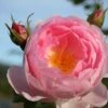 Rose 'Sceptre D´Isle' (Englische Rose)