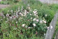 Rose 'Sceptre D´Isle' (Englische Rose) -Grün Raum Verkaufsgeschäft 2001641 Rose 20Sceptre 20dIsle Englische 20Rose 2