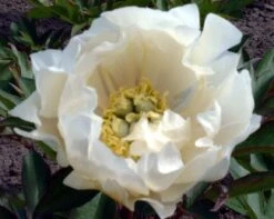 Paeonia Itoh-Hybride 'White Emperor' (Intersektionelle Pfingstrose)