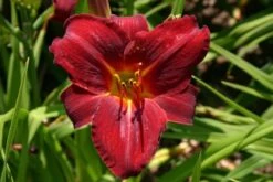 Beet In Feierlaune (Der Sommer Kann Kommen!) -Grün Raum Verkaufsgeschäft 2001804 Beet 20in 20Feierlaune Der 20Sommer 20kann 20kommen 10