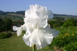 Beet In Feierlaune (Der Sommer Kann Kommen!) -Grün Raum Verkaufsgeschäft 2001804 Beet 20in 20Feierlaune Der 20Sommer 20kann 20kommen 12