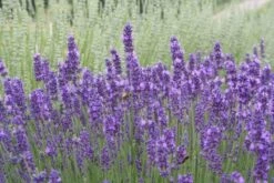 Beet In Feierlaune (Der Sommer Kann Kommen!) -Grün Raum Verkaufsgeschäft 2001804 Beet 20in 20Feierlaune Der 20Sommer 20kann 20kommen 14