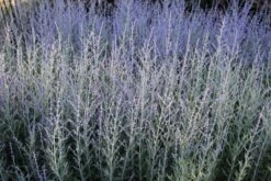 Beet In Feierlaune (Der Sommer Kann Kommen!) -Grün Raum Verkaufsgeschäft 2001804 Beet 20in 20Feierlaune Der 20Sommer 20kann 20kommen 16