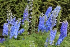 Beet In Feierlaune (Der Sommer Kann Kommen!) -Grün Raum Verkaufsgeschäft 2001804 Beet 20in 20Feierlaune Der 20Sommer 20kann 20kommen 5