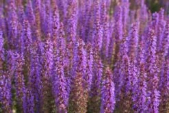 Kleines Sonnenbeet (Maximale Wirkung Auf Kleiner Fläche) 20 Kleines Sonnenbeet (Maximale Wirkung Auf Kleiner Fläche) -Grün Raum Verkaufsgeschäft 2001809 Kleines 20Sonnenbeet Maximale 20Wirkung 20auf 20kleiner 20Flaeche 10