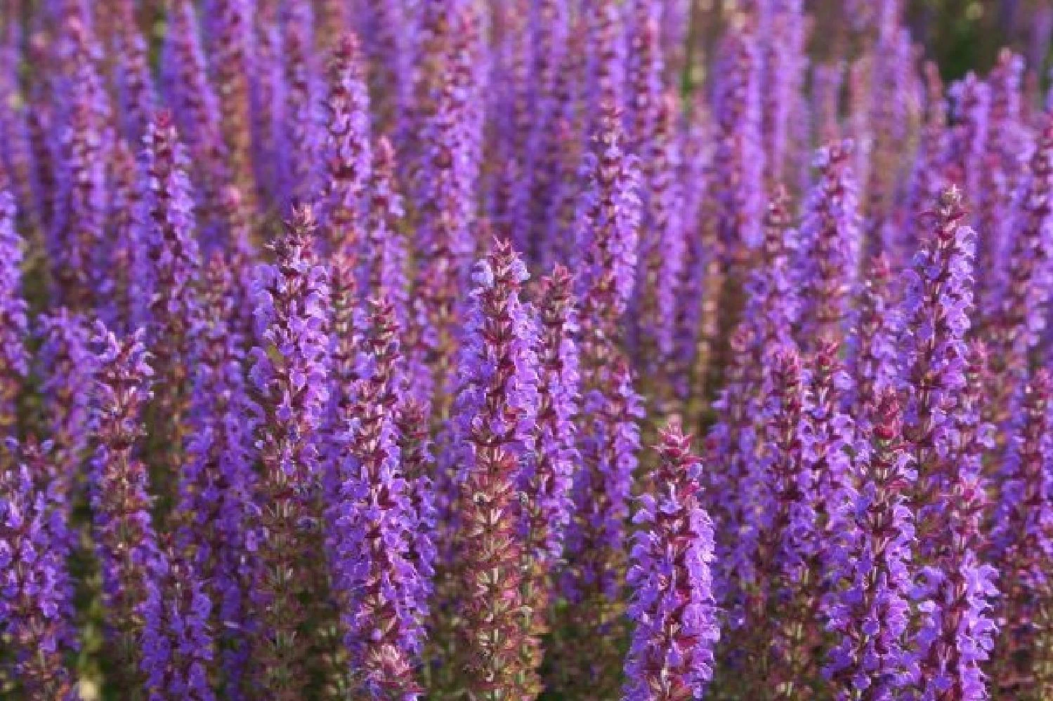 Kleines Sonnenbeet (Maximale Wirkung Auf Kleiner Fläche) 10 Kleines Sonnenbeet (Maximale Wirkung Auf Kleiner Fläche) – Bild 10