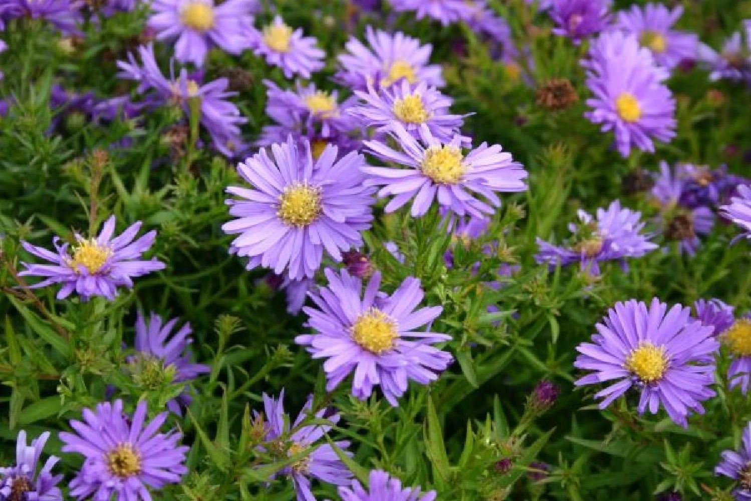 Kleines Sonnenbeet (Maximale Wirkung Auf Kleiner Fläche) 3 Kleines Sonnenbeet (Maximale Wirkung Auf Kleiner Fläche) – Bild 3