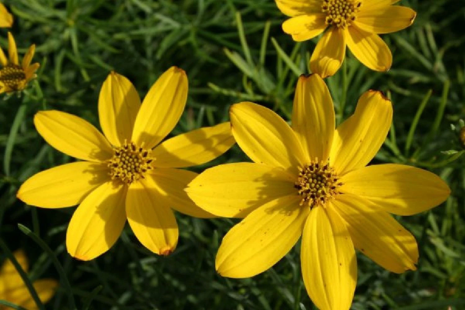 Kleines Sonnenbeet (Maximale Wirkung Auf Kleiner Fläche) 4 Kleines Sonnenbeet (Maximale Wirkung Auf Kleiner Fläche) – Bild 4