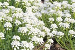 Kleines Sonnenbeet (Maximale Wirkung Auf Kleiner Fläche) 16 Kleines Sonnenbeet (Maximale Wirkung Auf Kleiner Fläche) -Grün Raum Verkaufsgeschäft 2001809 Kleines 20Sonnenbeet Maximale 20Wirkung 20auf 20kleiner 20Flaeche 6