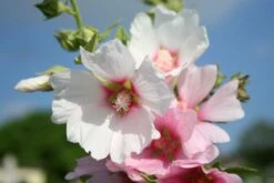 Kleines Sonnenbeet (Maximale Wirkung Auf Kleiner Fläche) 18 Kleines Sonnenbeet (Maximale Wirkung Auf Kleiner Fläche) -Grün Raum Verkaufsgeschäft 2001809 Kleines 20Sonnenbeet Maximale 20Wirkung 20auf 20kleiner 20Flaeche 8