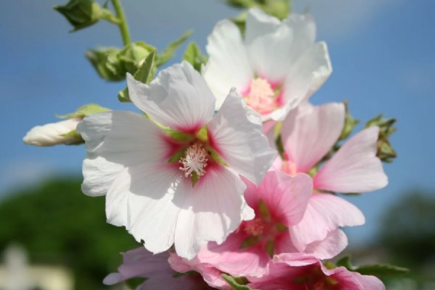 Kleines Sonnenbeet (Maximale Wirkung Auf Kleiner Fläche) 8 Kleines Sonnenbeet (Maximale Wirkung Auf Kleiner Fläche) – Bild 8