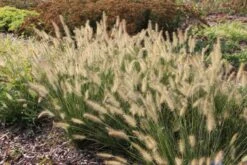 Kleines Sonnenbeet (Maximale Wirkung Auf Kleiner Fläche) 19 Kleines Sonnenbeet (Maximale Wirkung Auf Kleiner Fläche) -Grün Raum Verkaufsgeschäft 2001809 Kleines 20Sonnenbeet Maximale 20Wirkung 20auf 20kleiner 20Flaeche 9